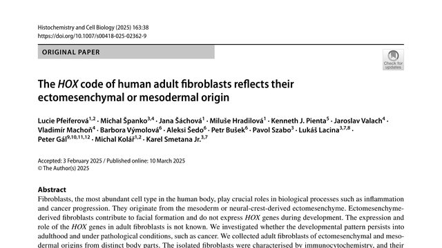 The HOX code of human adult fibroblasts reflects their ectomesenchymal or mesodermal origin