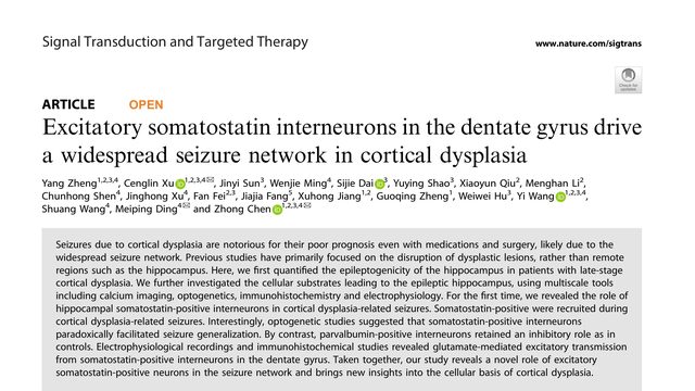 Excitatory somatostatin interneurons in the dentate gyrus drive a widespread seizure network in cortical dysplasia