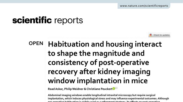 Habituation and housing interact to shape the magnitude and consistency of post-operative recovery after kidney imaging window implantation in mice