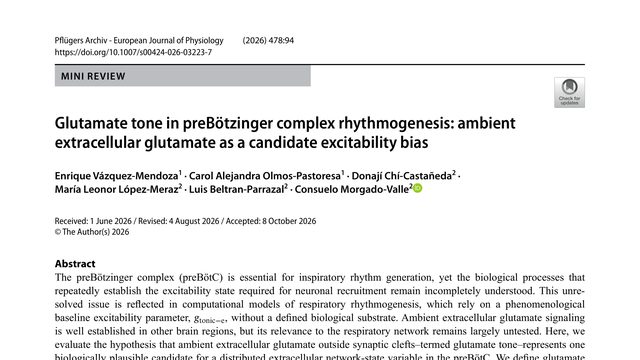 Glutamate tone in preBötzinger complex rhythmogenesis: ambient extracellular glutamate as a candidate excitability bias