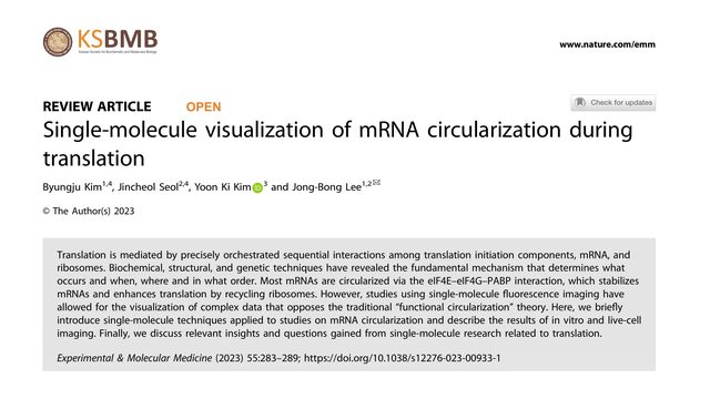 Single-molecule visualization of mRNA circularization during translation