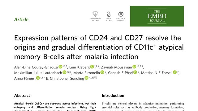 Expression patterns of CD24 and CD27 resolve the origins and gradual differentiation of CD11c+ atypical memory B-cells after malaria infection