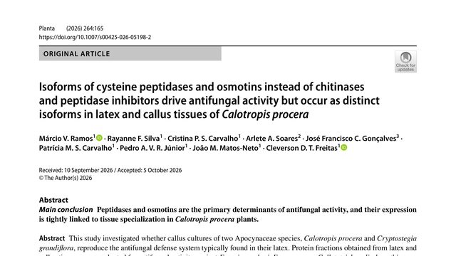Isoforms of cysteine peptidases and osmotins instead of chitinases and peptidase inhibitors drive antifungal activity but occur as distinct isoforms in latex and callus tissues of Calotropis procera