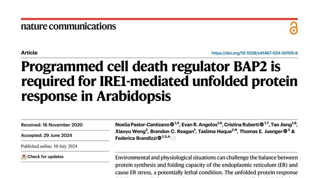 Programmed cell death regulator BAP2 is required for IRE1-mediated unfolded protein response in Arabidopsis