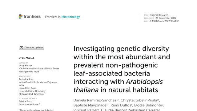 Investigating genetic diversity within the most abundant and prevalent non-pathogenic leaf-associated bacteria interacting with Arabidopsis thaliana in natural habitats