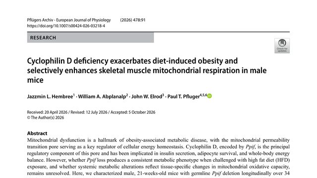 Cyclophilin D deficiency exacerbates diet-induced obesity and selectively enhances skeletal muscle mitochondrial respiration in male mice