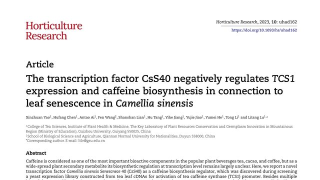 The transcription factor CsS40 negatively regulates TCS1 expression and caffeine biosynthesis in connection to leaf senescence in Camellia sinensis